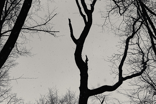 Trees without leaves. Tree branches on a gray background. Seasonal change of weather. Black and white photo.