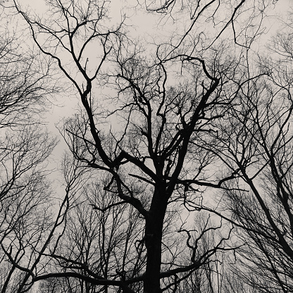 The branches of the tree. Trees without leaves. Seasonal change of weather. Black and white photo.