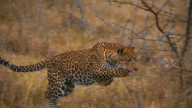 SLOW MOTION Leopard hunting,pouncing in grass on wildlife reserve