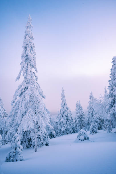 istock Majestic snow covered fir 1470788620