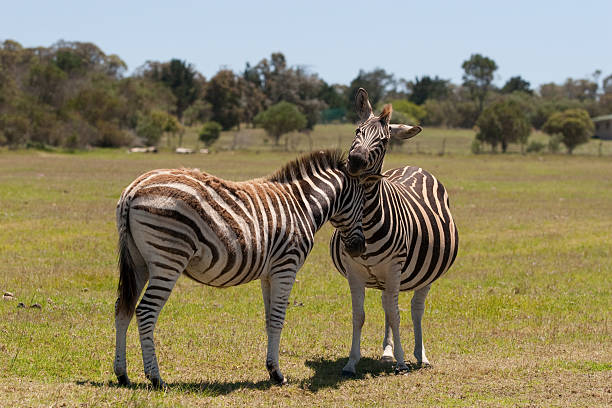 Two zebra stock photo