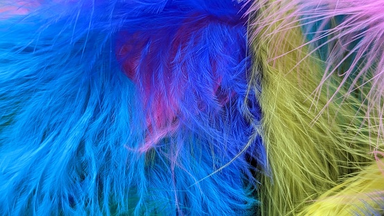 Close up of coloured feathers