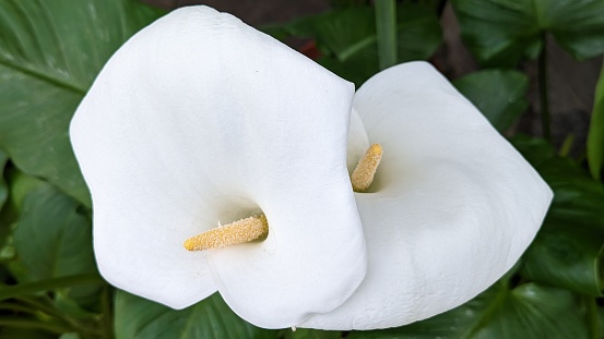 Lilies in close up