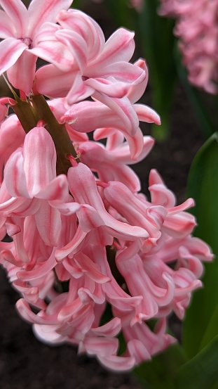 Hyacinthus blossom in the garden is beautiful colorful shimmering in the early morning