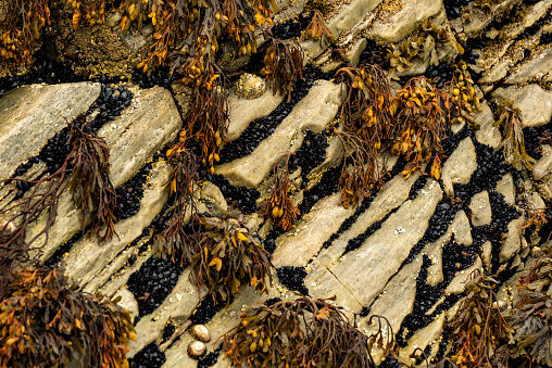 Rocks covered by bladder wrack, sea mussels and barnacles, County Donegal, Ireland