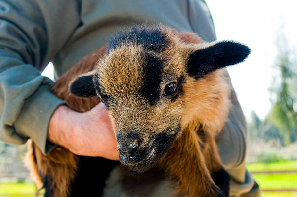 istock Baby Coat is Smiling to Life on It's Veterinary 147078927