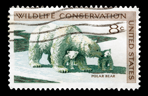 A 1971 issued 8 cent United States postage stamp showing Wildlife Conservation - Polar Bear.