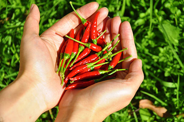 Hands in the garden with a bunch of red chillies stock photo