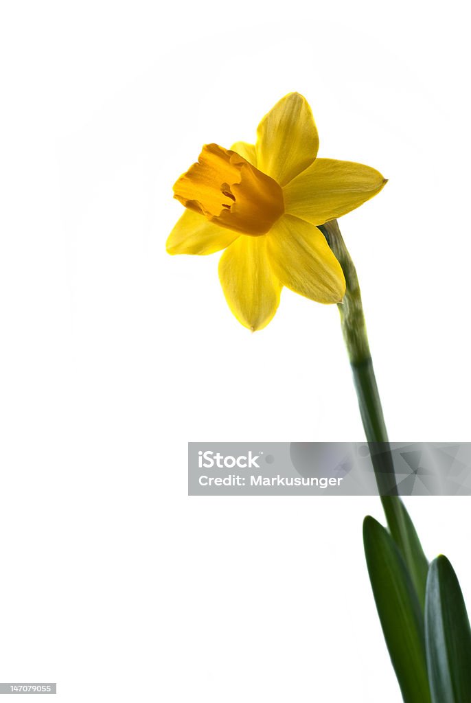 Narciso no fundo branco - Foto de stock de Amarelo royalty-free
