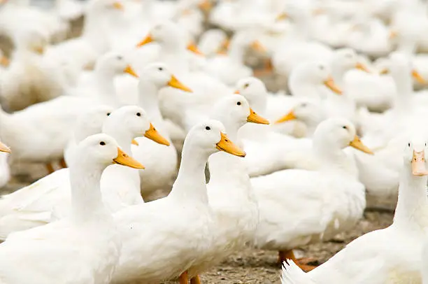 Farm White Ducks, Nikon D 300, Sigma 70-200mm