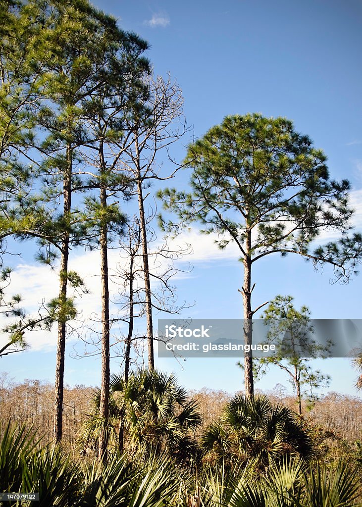 Árboles de pino amarillo - Foto de stock de Azul libre de derechos