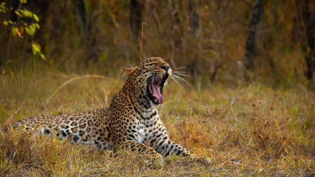 SLOW MOTION Tired leopard yawning,laying and resting in grass on wildlife reserve