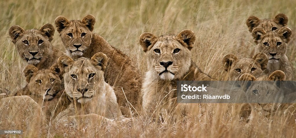 African Lion Family of African Lions looking very alert Pride Of Lions Stock Photo