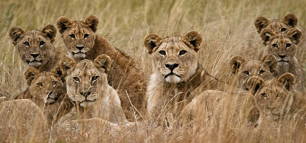 African Lion stock photo