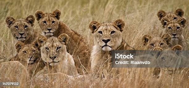 African Lion Stock Photo - Download Image Now - Pride Of Lions, Lion - Feline, South Africa
