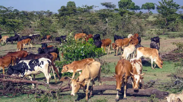grazing cows in Masai Mara, Kenia. The national park is protected by preservers to avoid poaching.