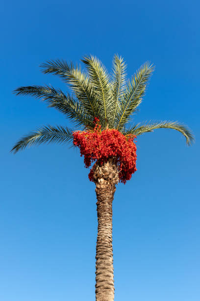 Dates Fruit Tree stock photo