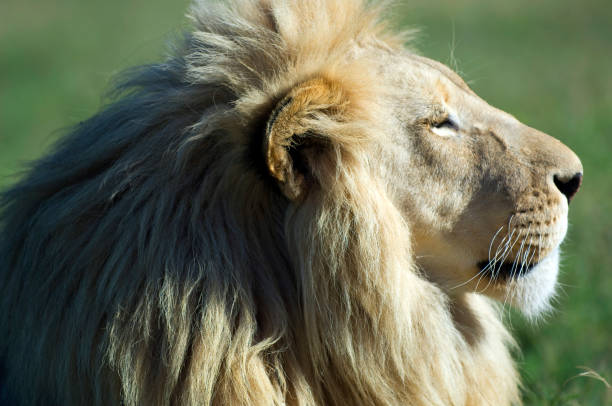 African Lion (Panthera Leo Krugen) sitting in grassland, Western Cape Province, South Africa.