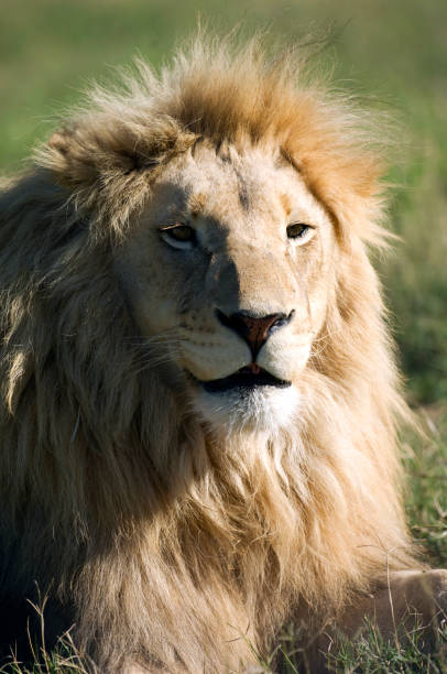 African Lion (Panthera Leo Krugen) sitting in grassland, Western Cape Province, South Africa.