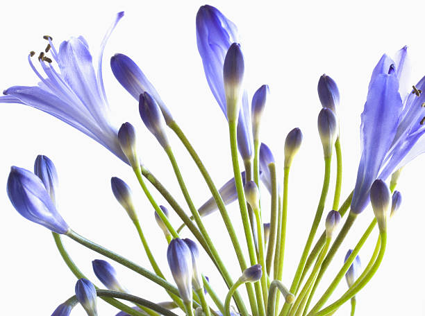 istock Purple Agapanthus Against White Background 147079349