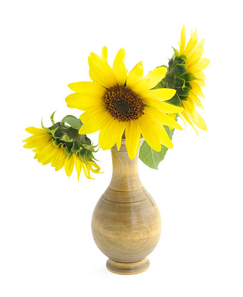 istock sunflowers in bowl on white 147079377