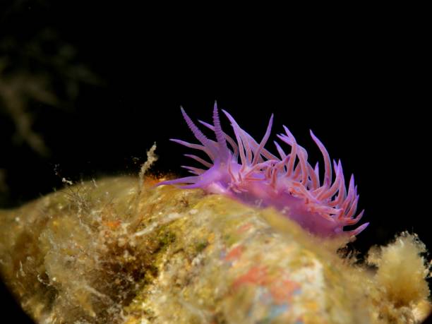 istock Cute pink Flabellina affinis 1470794048
