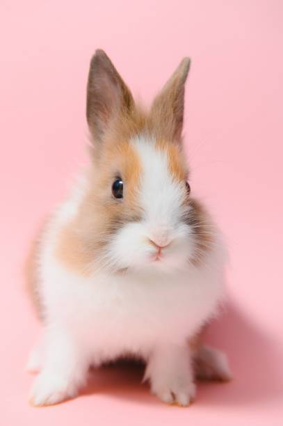 istock Lovely bunny easter rabbit on light pink background. beautiful lovely pets. Banner size. 1470794215