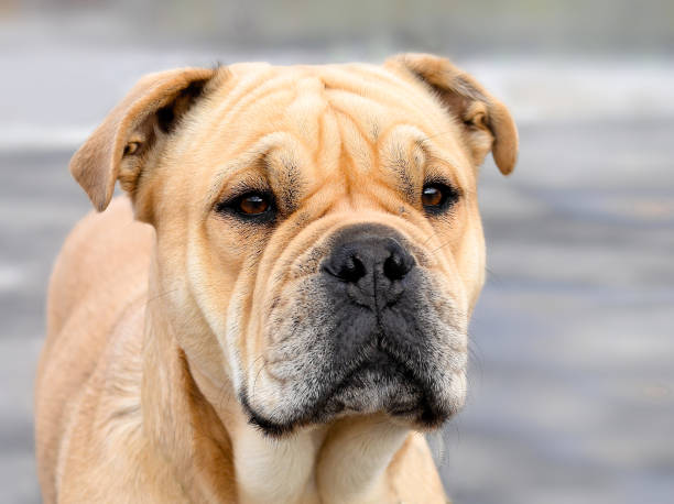 istock Beautiful and powerful dog ca de bou outdoors 1470794811