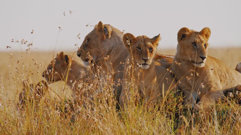 Pride of lions resting,laying together in tall grass