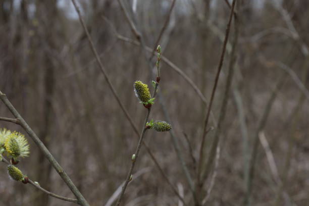 Spring forest atmosphere