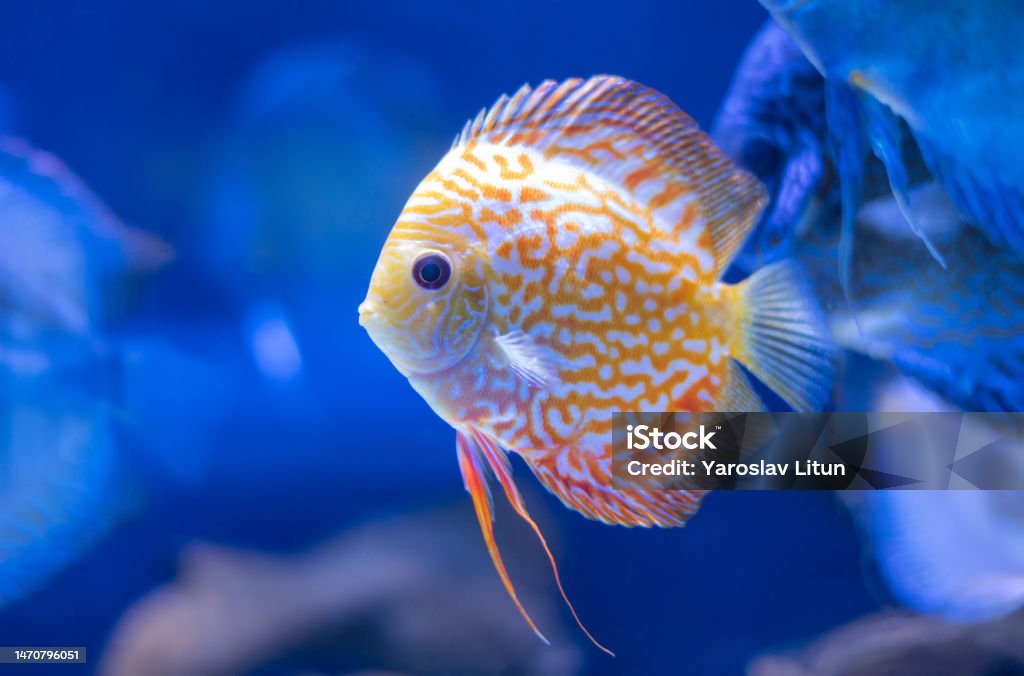 discus fish in aquarium, tropical fish. Symphysodon discus from Amazon river. Blue diamond, snakeskin, red turquoise and more discus fish in aquarium, tropical fish. Symphysodon discus from Amazon river. Blue diamond, snakeskin, red turquoise and more. Fish Stock Photo