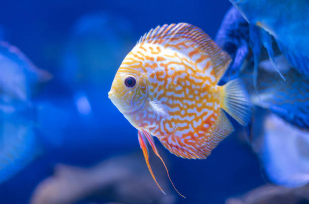 discus fish in aquarium, tropical fish. Symphysodon discus from Amazon river. Blue diamond, snakeskin, red turquoise and more discus fish in aquarium, tropical fish. Symphysodon discus from Amazon river. Blue diamond, snakeskin, red turquoise and more. discus fish stock pictures, royalty-free photos & images