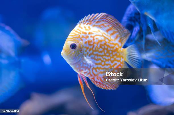 Discus Fish In Aquarium Tropical Fish Symphysodon Discus From Amazon River Blue Diamond Snakeskin Red Turquoise And More Stock Photo - Download Image Now