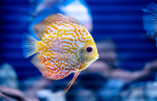istock discus fish in aquarium, tropical fish. Symphysodon discus from Amazon river. Blue diamond, snakeskin, red turquoise and more 1470796060