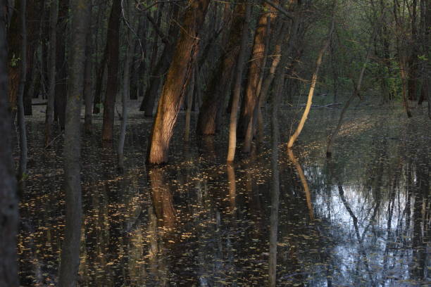 istock The consequences of flooding in the park 1470796416