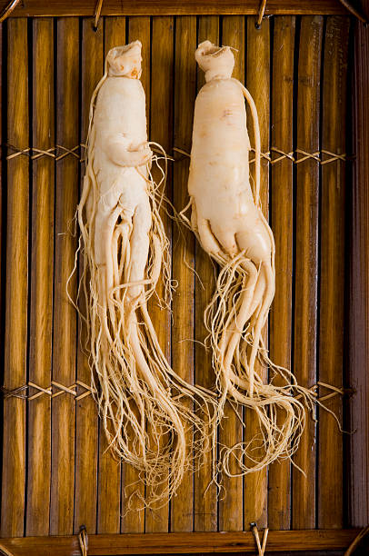 raízes de ginseng - ginseng dried plant homeopathic medicine dry imagens e fotografias de stock