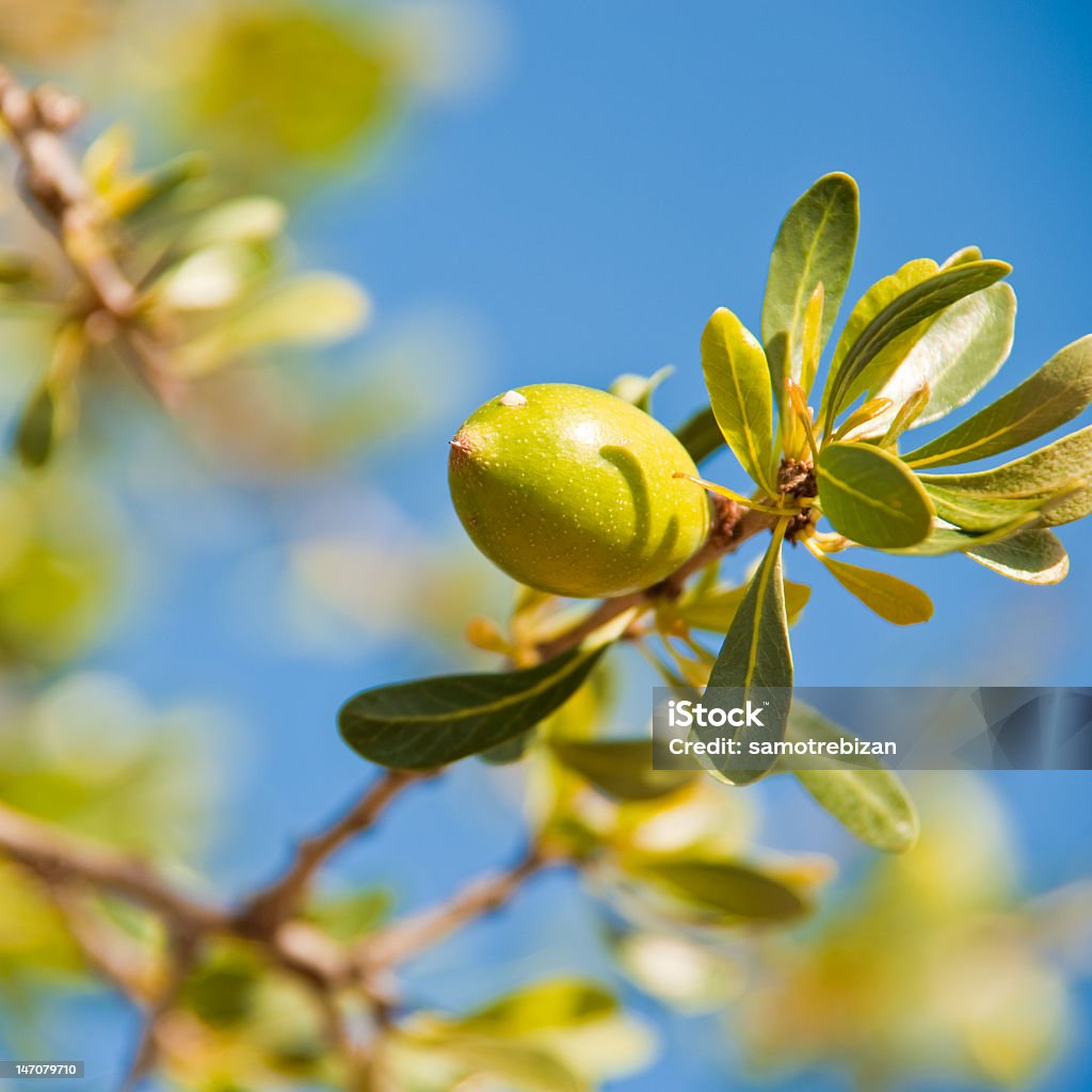 Argan fruit on the branch Light green argan fruit on the branch of argan tree with green leafs and light blue sky in background. Argan Tree Stock Photo