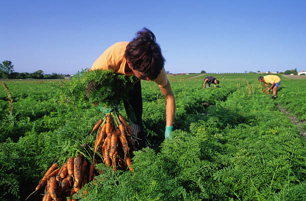 harvest of karotten - farm worker stock-fotos und bilder