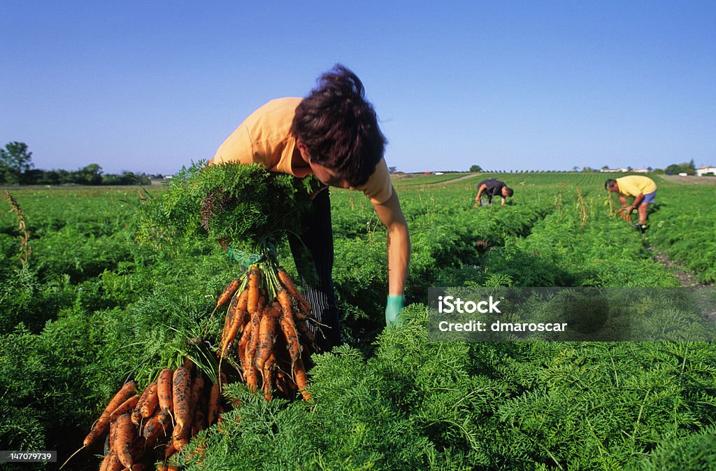 harvest of carrots woman harvesting carrots in a field Farm Worker Stock Photo