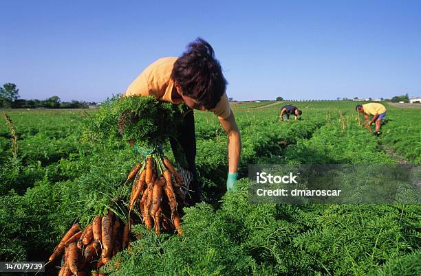 Harvest Of Carrots Stock Photo - Download Image Now - Farm Worker, Vegetable, Outdoors