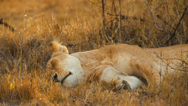 Tired lion sleeping in grass on wildlife reserve