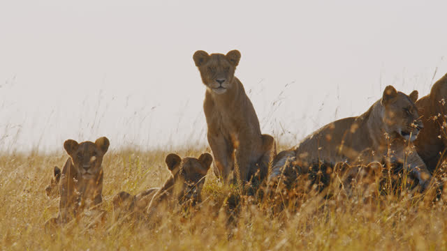 Pride of lions sitting and resting on mound on sunny wildlife reserve