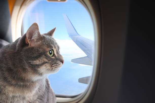 istock Cute cat looking through airplane window during flight. Traveling with pet 1470797681
