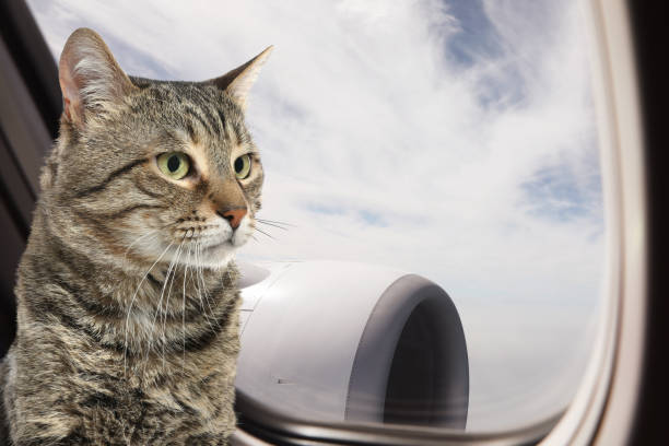 istock Cute cat in airplane. Traveling with pet 1470797689