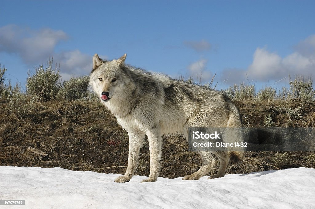 Wolf Gray wolf observed in Hayden Valley of Yellowstone National Park. Yellowstone National Park Stock Photo