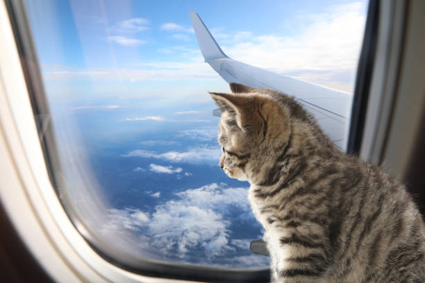 istock Cute cat looking through airplane window during flight. Traveling with pet 1470797792