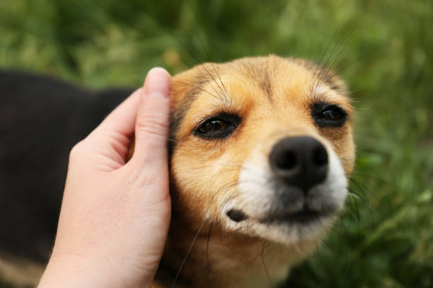 istock Woman stroking cute dog outdoors, closeup view 1470798412
