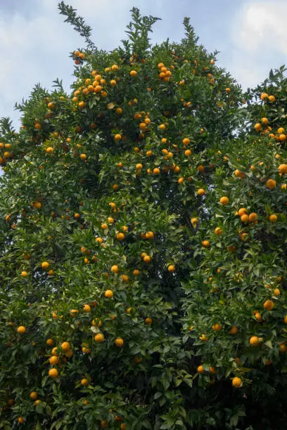 Orange tree full of ripe oranges ready to pick vertically