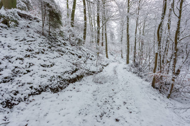 istock Trees along a snow-covered path in forest. Gdansk, Poland. 1470798711