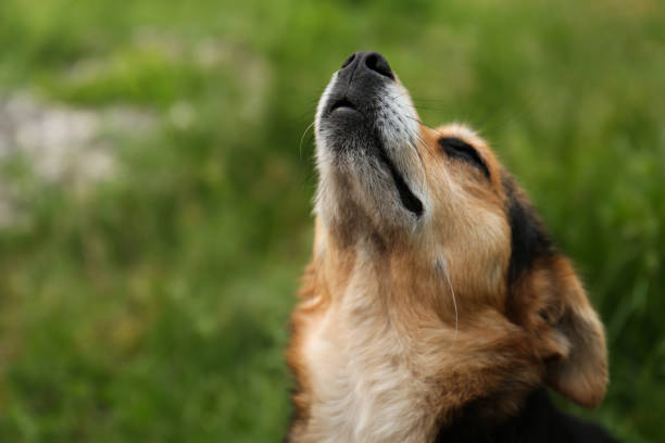 istock Cute dog on blurred background, closeup. Space for text 1470798787